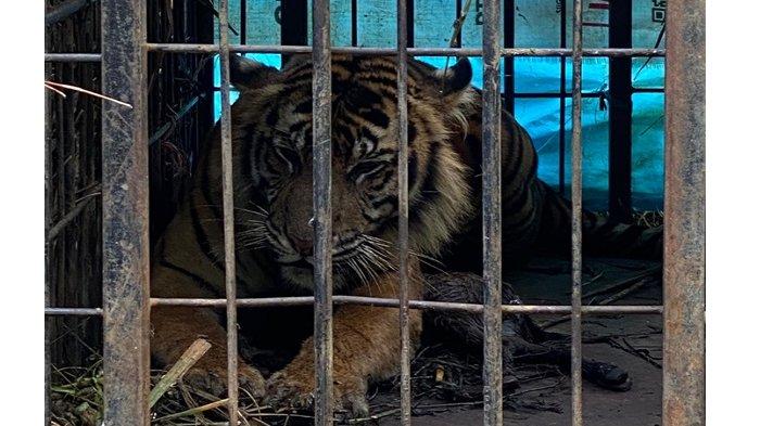 BKSDA Sumatera Barat (Sumbar) berhasil menangkap harimau sumatera di Kecamatan Tigo Nagari, Kabupaten Pasaman, Sumatera Barat, Minggu (4/2/2024)