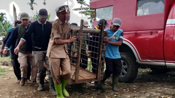 BKSDA bersama stakeholder terkait lainnya saat memasang perangkap di Jorong Pua Data, Kabupaten Lima Puluh Kota, Selasa (21/1/2025).
