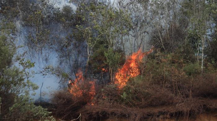 KEBAKARAN HUTAN DAN LAHAN - Karhutla di Sarilamak, Kecamatan Harau, Kabupaten Limapuluh Kota, Sumatera Barat. BPBD Limapuluh Kota menyebut kebakaran hutan dan lahan (karhutla) sudah mencapai 120 hektar.