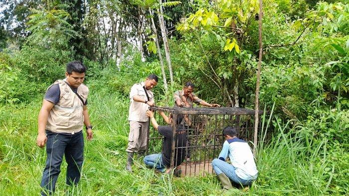 Resor KSDA Agam dibantu oleh Patroli Anak Nagari (Pagari) dan warga memasang kandang jebak untuk mengevakuasi beruang madu yang selama sepekan terakhir meresahkan warga Jorong Sidang Tangah Nagari Matur Mudik Kecamatan Matur Kabupaten Agam Provinsi Sumatera Barat (Sumbar) baru-baru ini.