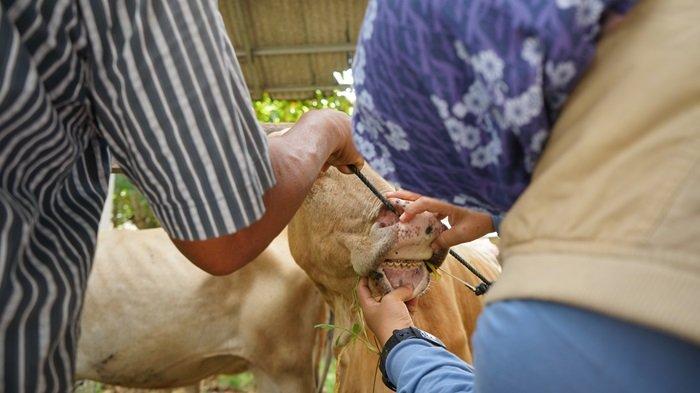 Kepala Bidang Kesehatan Hewan dan Kesehatan Masyarakat Veteriner Disnakkeswan Padang Pariaman Devi Yanti, memeriksa bagian mulut sapi bersama peternak di pasar ternak sungai sariak, Padang Pariaman, Sumatera Barat, Rabu (8/1/2025).