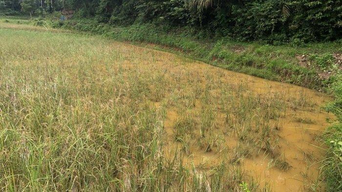Hamparan sawah yang terkena hama wereng di Jorong Sungai Gemiri, Nagari Padang Laweh, Kecamatan Koto VII, Sijunjung, Kamis (15/2/2024).