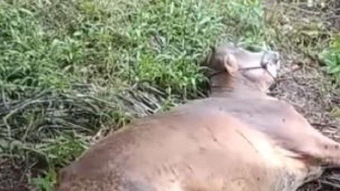 Harimau Sumatera diduga memangsa sapi milik warga di Kecamatan Tigo Nagari Kabupaten Pasaman, Provinsi Sumatera Barat (Sumbar).