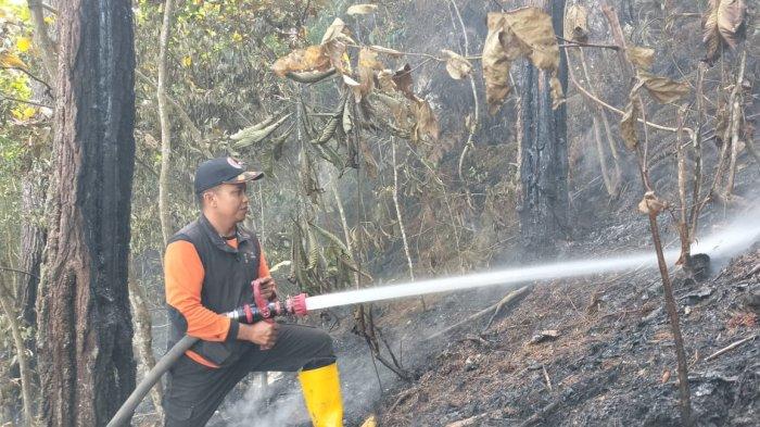 KEBAKARAN LAHAN- Kebakaran menghanguskan 2 hektar lahan dan hutan di Jorong Tanjuang Ateh, Nagari Taram, Kecamatan Harau, Kabupaten Lima Puluh Kota, Sumatera Barat, Minggu (8/6/2025) pukul 15:00 WIB. Kalaksa BPBD Limapuluh Kota, Rahmadinol, sebut api baru berhasil dipadamkan pada Senin (9/6/2025) sekitar pukul 16:00 WIB.