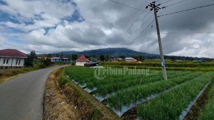 Pemandangan hamparan ladang bawang di lereng Gunung Marapi, Sumatera Barat (Sumbar).
