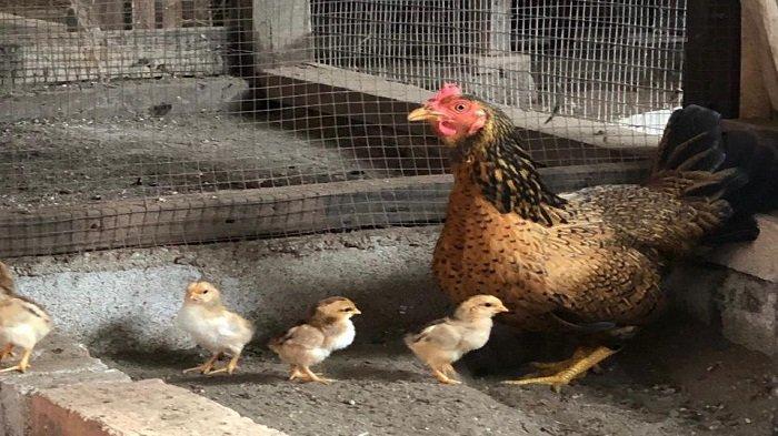 ILUSTRASI: Induk Ayam dan anaknya