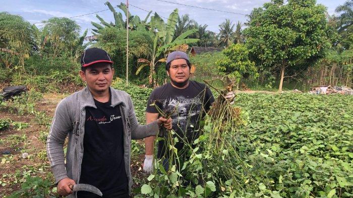 M.Rizki dan Shandy salah satu petani nilam di Kabupaten Pasaman Barat saat panen tanaman nilam di lahan miliknya, Sabtu (18/1/2025) pagi.