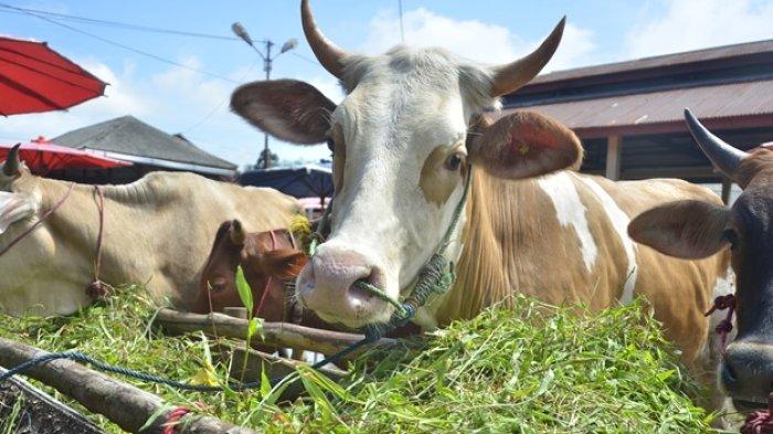 PASAR TERNAK PALANGKI - Pasar ternak Palangki saat dikunjungi beberapa waktu yang lalu. Harga sapi kurban yang dibanderol di Pasar Ternak Palangki beragam, mulai dari Rp 12 juta-25 juta per ekor.