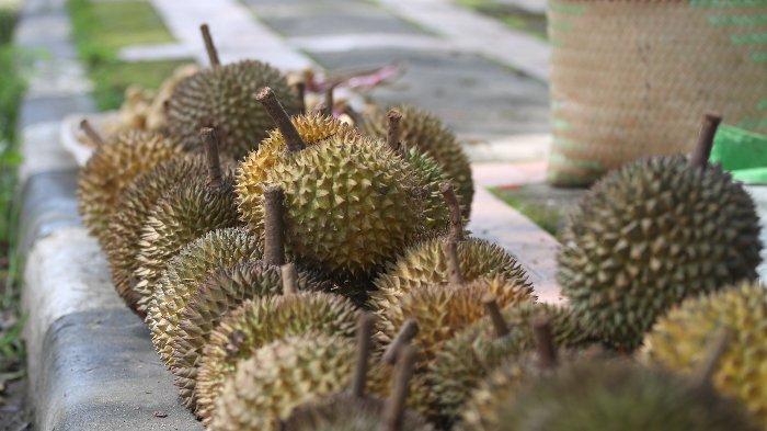 Pedagang Durian ramai berjualan di pinggir jalan Sijunjung, Minggu (26/1/2025).