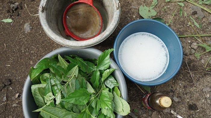 Ramuan herbal diracik peternak untuk mengobati PMK pada ternak di Padang Pariaman, Sabtu (11/1/2025).