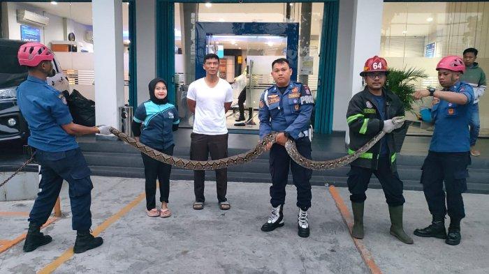 EVAKUASI ULAR PITON: Petugas dari Dinas Pemadam Kebakaran Kota Padang pada saat mengevakuasi seekor ular jenis piton di Jalan Khatib Sulaiman, Rt 05/Rw 01, Kelurahan Lolong Belanti, Kecamatan Padang Utara, Kota Padang, Provinsi Sumatera Barat, Jumat (14/2/2025). Ular tersebut memiliki panjang sekitar 3 meter.
