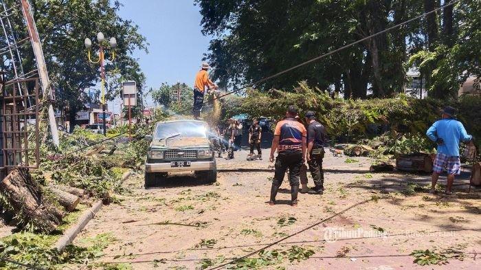 Pohon besar tumbang di Jalan S Parman, Ulak Karang, Kota Padang persisnya di lampu merah depan Kantor Dewan Perwakilan Rakyat Daerah (DPRD) Provinsi Sumatera Barat (Sumbar), Senin (12/2/2024).