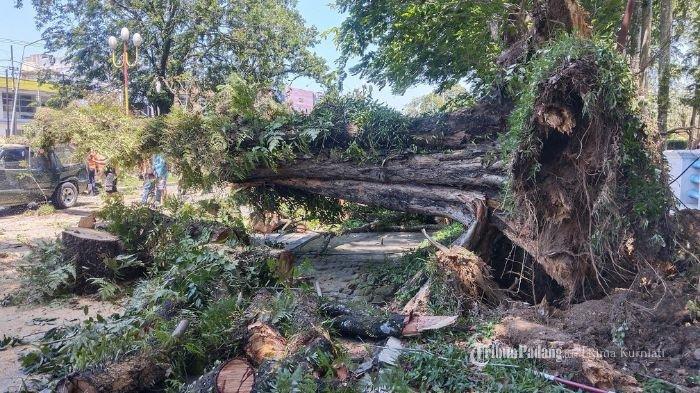 Pohon tumbang di Jalan S Parman, Kota Padang, Senin (12/2/2024).