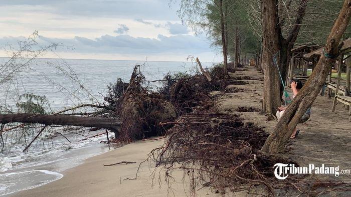 Puluhan pohon cemara tumbang akibat abrasi pantai yang terjadi di kawasan Pantai Pasir Jambak Rt 02/Rw 07, Kelurahan Pasie Nan Tigo, Kecamatan Koto Tangah, Kota Padang, Sumatera Barat (Sumbar), Kamis (11/1/2024).