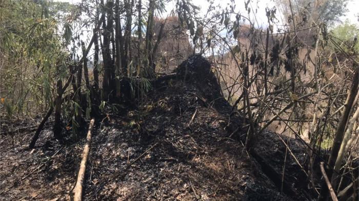 KEBAKARAN LAHAN- Kondisi rumpun bambu pasca terbakar di Kelurahan Puhun Tembok, Kecamatan Mandiangin Koto Selayan, Kota Bukittinggi, Selasa (22/7/2025). Kabid Ops Damkar Bukittinggi, Dedi Aprianto sebut lokasi kebakaran dekat dengan permukiman masyarakat.