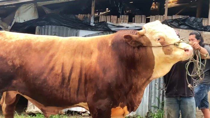 SAPI KURBAN PRESIDEN - Penampakan sapi kurban Presiden Prabowo Subianto di peternakan Kelurahan Sumur, Kota Bukittinggi. Pemilik sapi, Oki sebut sapi yang didaftar seberat 1 ton lebih dan sudah melalui cek kesehatan, Senin (19/5/2025).

(Muhammad Iqbal/Tribunpadang.com)