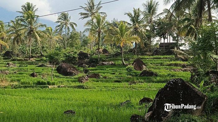 Sawah di lereng gunung Talang di Nagari Cupak yang dipenuhi oleh bebatuan yang berasal dari longsoran lereng gunung Talang, Selasa (18/7/2023).