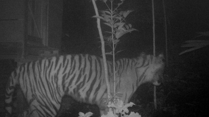 Seekor harimau Sumatera terekam camera trap di kawasan Palupuh, Agam, Sumatera Barat, Selasa (6/12/2022)