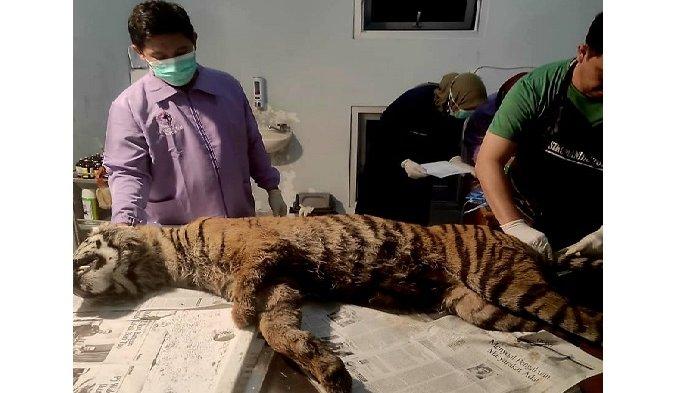 Seekor harimau sumatera (HS) betina ditemukan mati terjerat di Jorong Sungai Pua, Nagari Sungai Pua, Kecamatan Palembayan, Kabupaten Agam, pada Kamis (25/7/2024).