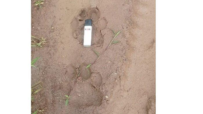 Jejak kaki seekor harimau sumatra yang masuk ke pemukiman warga di Nagari Lubuk Gadang Tenggara, Kecamatan Sangir, Kabupaten Solok Selatan.