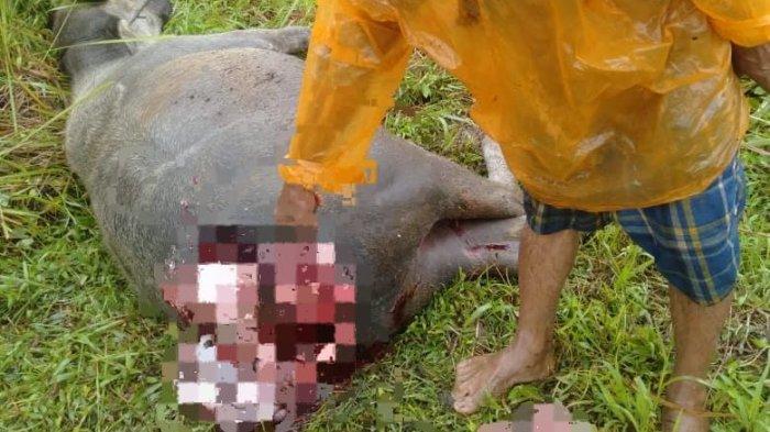 Seekor kerbau milik Asrial (47), warga Jorong Tantaman, Nagari Tigo Koto Silungkang, Kecamatan Palembayan, Kabupaten Agam, Sumatera Barat, diterkam binatang buas yang diduga harimau Sumatera pada Jumat (8/3/2024) dini hari.