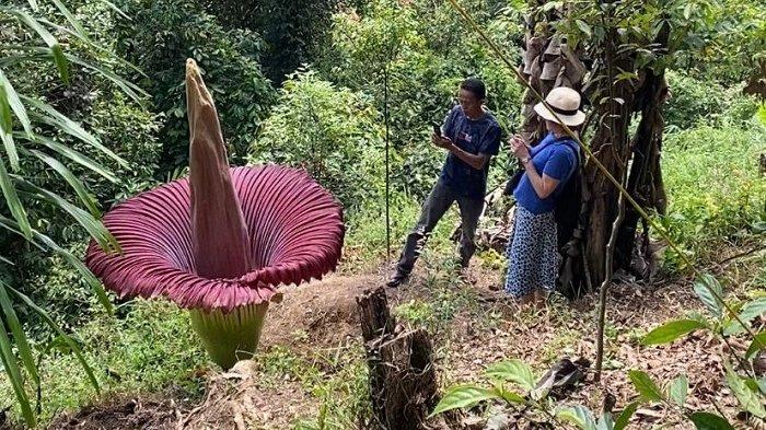 Sejumlah wisatawan saat mengunjungi bunga bangkai Amorphophallus Titanum di kawasan Jorong Sitingkai, Nagari Koto Rantang, Kecamatan Palupuh, Kabupaten Agam, Sumatera Barat (Sumbar), Minggu (21/1/2024).