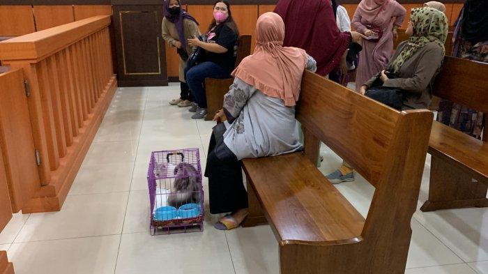 Suasana dalam ruang sidang Pengadilan Negeri Padang jelang sidang perdana kasus 3 wanita cecoki kucing dengan minuman keras, Kamis (7/9/2023). Flow kucing yang dicecoki minuman keras pun ikut dihadirkan dalam sidang