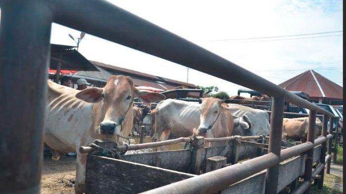 PASAR TERNAK PALANGKI: Pasar ternak Palangki saat dikunjungi beberapa waktu yang lalu. Harga sapi kurban yang dibanderol di Pasar Ternak Palangki beragam, mulai dari Rp 12 juta-25 juta per ekor.