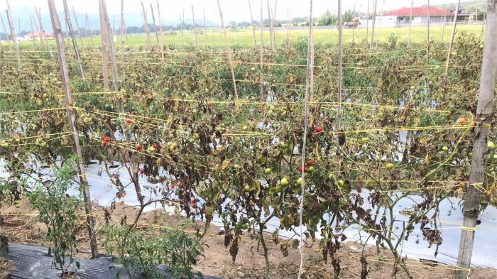 MUSIM KEMARAU - Penampakan tanaman tomat milik petani yang tampak mengering akibat kemarau di Nagari Batu Taba, Kecamatan Ampek Angkek, Kabupaten Agam, Sumatera Barat, Rabu (23/7/2025). Petani Batu Taba, Fitriani sebut hasil panen dan ukuran buah tomat menyusut saat musim kemarau.