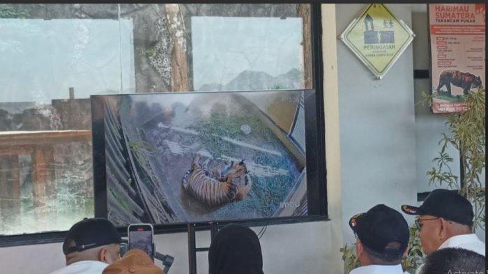 ANAK HARIMAU SUMATERA - Tampilan video dari CCTV memperlihatkan sepasang anak harimau Sumatera yang baru lahir di TMSBK Bukittinggi dan disusui oleh induknya, Sabtu (21/6/2025). Dokter Hewan, Yoli Zulfanedi menyebut bahwa sepasang anak harimau bernama Rizky dan Lestari tersebut merupakan adik dari Banun Kinantan, kelahirannya berjarak 5 bulan.