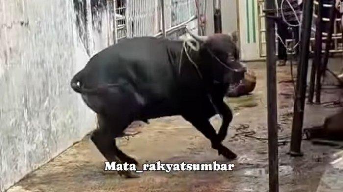 Video seekor sapi mengamuk saat hendak disembelih beredar di media sosial instagram @mata_rakyatsumbar
