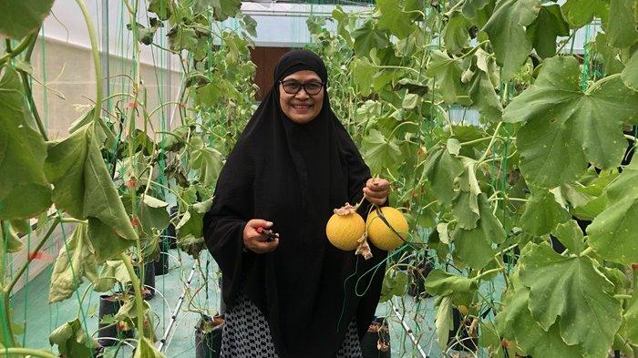 WISATA PETIK MELON: Salah satu pengunjung memetik melon di Greenhouse yang dikelola oleh Kelompok Tani Bungo di Jorong Cempaka, Kecamatan Lintau Buo Utara, Kabupaten Tanah Datar, Sumbar pada Sabtu (7/6/2025).