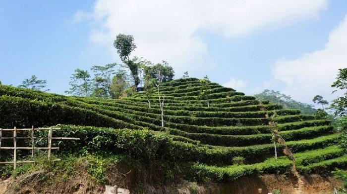 Bagaimana Caranya Agar Tanaman Teh Bisa Bermanfaat Menahan Erosi ...