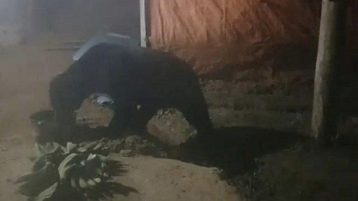 Beruang yang muncul di Jorong Lubuk, Nagari Batang Barus, Kabupaten Solok, Provinsi Sumbar baru-baru ini.