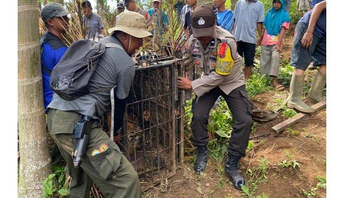Petugas saat evakuasi harimau sumatera di Kecamatan Tigo Nagari, Kabupaten Pasaman, Sumatera Barat, Minggu (4/2/2024).
