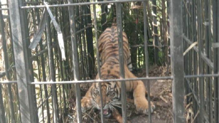 Harimau sumatera saat berada di dalam perangkap besi di Pasaman Barat, Senin (19/7/2021).