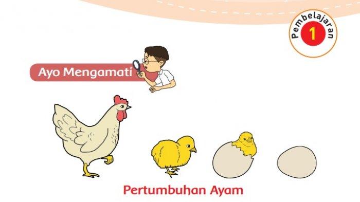Mengenal ciri-ciri Makhluk Hidup: Membutuhkan Makan, Bertumbuh dan