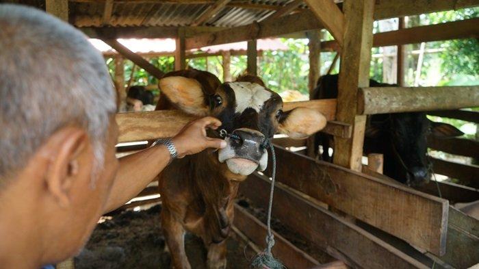 Peternak mengecek kondisi sapi di Sungai Sariak, Padang Pariaman Sumatera Barat, saat kembali munculnya kasus PMK.