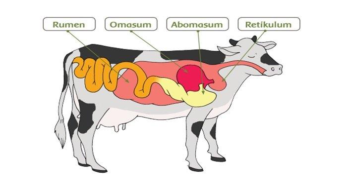 Kunci Jawaban Buku Tema 3 Kelas 5 Halaman 8 dan 9: Bagian-Bagian dari ...
