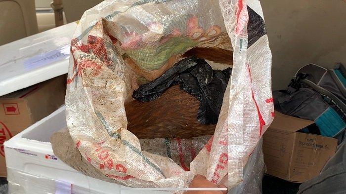 Bangkai anjing liar yang dibunuh warga usai menggigit 23 orang di Jalan Lubuk Gajah Rt 03/Rw 02, Kelurahan Pisang, Kecamatan Pauh, Kota Padang, Sumatera Barat (Sumbar), Selasa (26/9/2023).