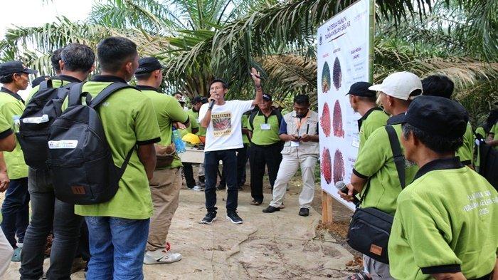 PELATIHAN - BEST PLANTER INDONESIA (BPI) dipercaya oleh Badan Pengelola Dana Perkebunan Kelapa Sawit (BPDP) dan Direktorat Jenderal Perkebunan (Ditjenbun) untuk melatih para pekebun, Sabtu (17/5/2025). 
Pelatihan ini menyasar pekebun dari empat kabupaten Musi Banyuasin, Musi Rawas, Muara Enim, dan Musi Rawas Utara.
