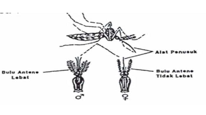 Ciri-ciri nyamuk penyebar penyakit demam berdarah.
