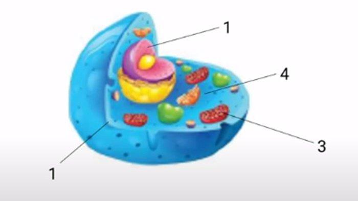 Gambar latihan soal PAS/UAS IPA kelas 8 SMP semester 1 Kurikulum Merdeka.