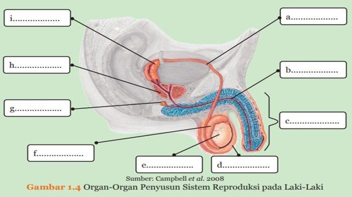 Gambar 1.4 Organ-Organ Penyusun Sistem Reproduksi pada Laki-Laki