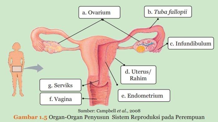 Gambar 1.5 Organ-Organ Penyusun Sistem Reproduksi pada Perempuan
