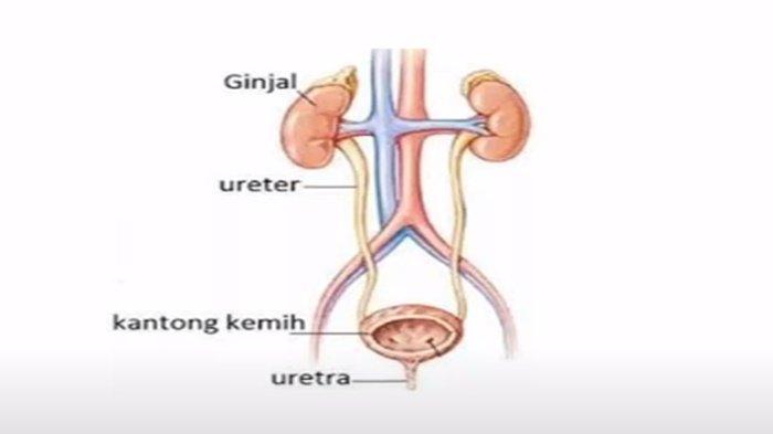Gambar latihan soal PAS/UAS IPA kelas 8 SMP semester 1 Kurikulum Merdeka.