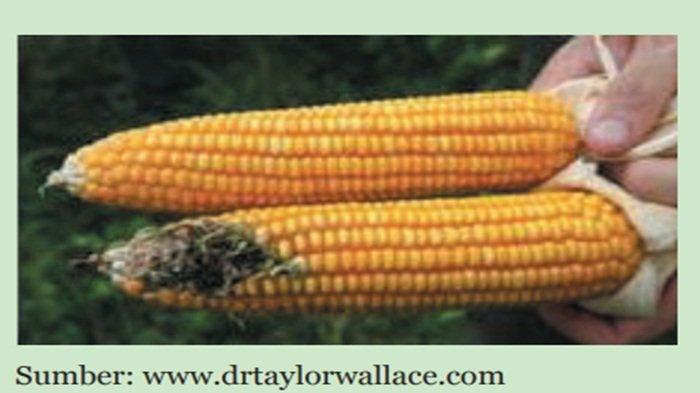 Gambar 7.12 Perbandingan Jagung Tahan Hama (atas) dan Jagung Biasa (bawah)