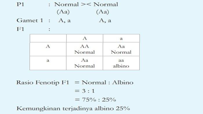 Jawaban nomor 4, Diagram persilangan