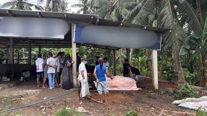SAPI PRABOWO MATI - Sapi Prabowo mati mendadak. Kronologi sapi Prabowo mati mendadak, sempat dimandikan tiba-tiba roboh