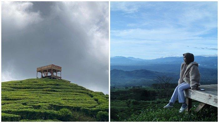 Objek wisata baru Bukit Tungguan Kota Pagar Alam yang berada di kawasan Gunung Dempo yang saat ini menjadi lokasi berfoto baru warga Pagar Alam dan wisatawan.